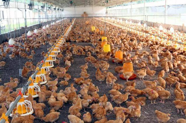 養殖場取暖運用蒸汽模塊爐！